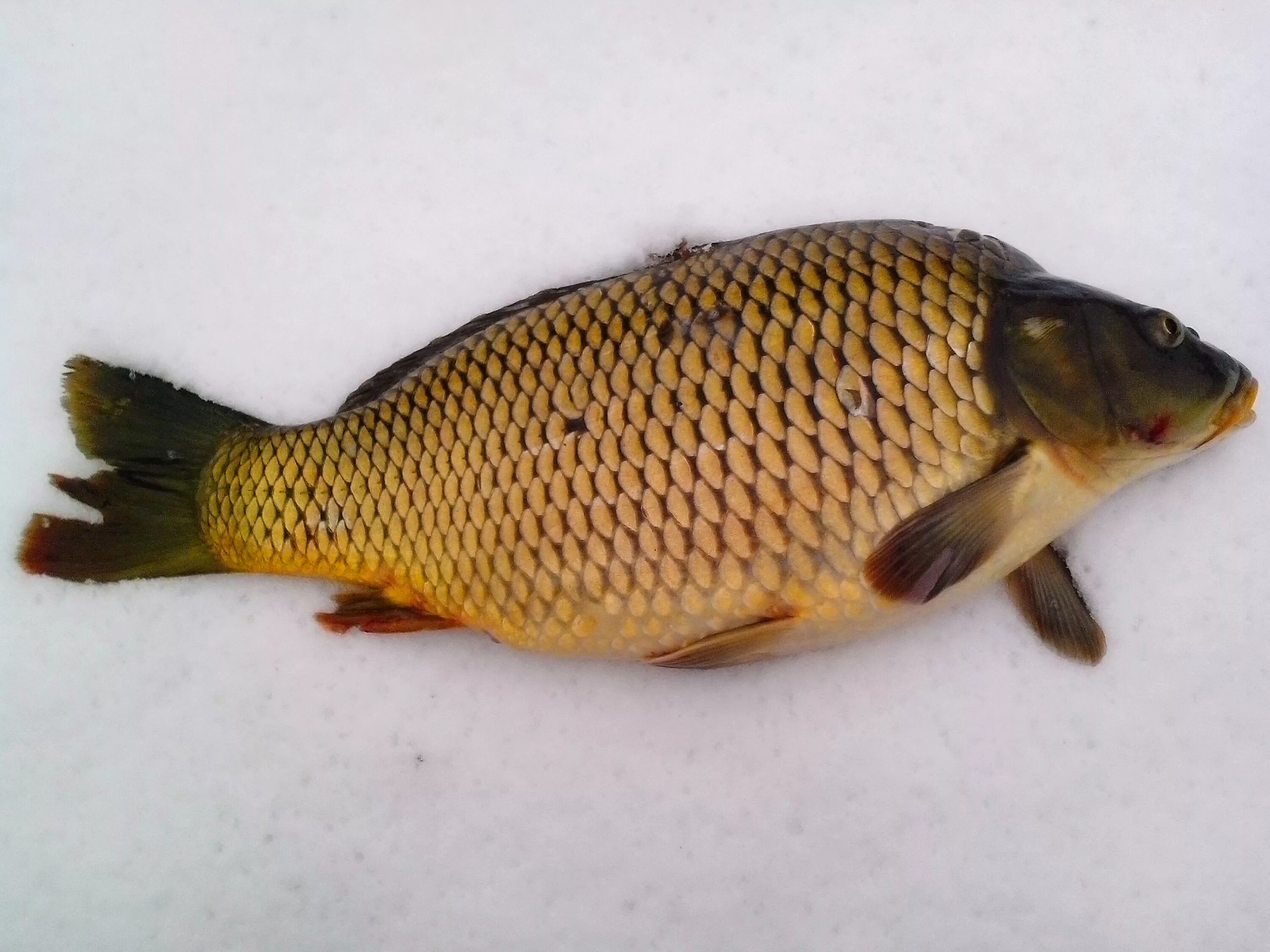 Сазан (Cyprinus Carpio). Карп обыкновенный – Cyprinus Carpio. Ангелинский чешуйчатый Карп. Ангелинский рамчатый Карп.