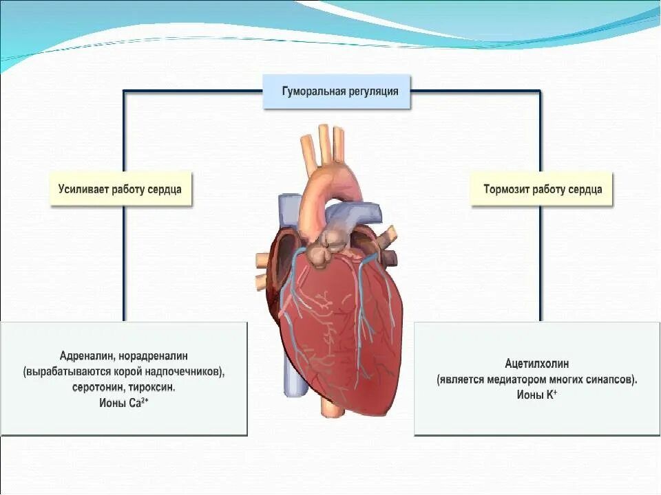 Гуморальные механизмы регуляции сердечной деятельности. Регуляция работы сердца гуморальная регуляция. Регуляция сердечной деятельности анатомия. Гуморальный механизм регуляции сердца.