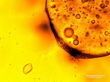 Бактерия нефти