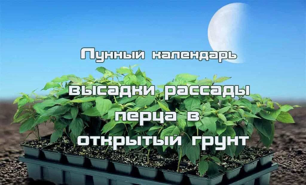Когда пересаживать перец в апреле 2024