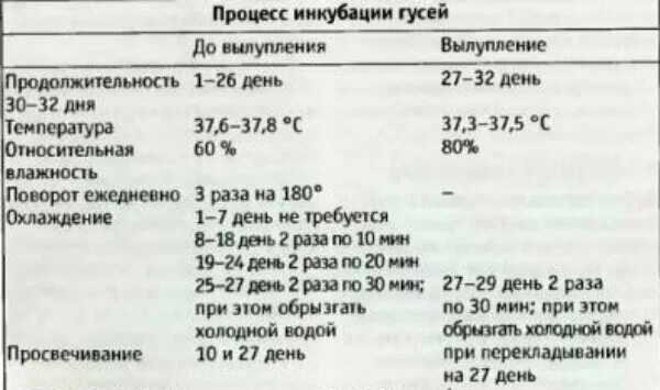 Сколько дней выводятся гусята. Температура вывода гусиных яиц в инкубаторе. Таблица для гусиных яиц в инкубаторе. Температура в инкубаторе для гусиных яиц таблица. Температура инкубации гусиных яиц таблица.