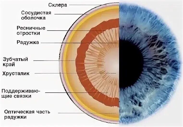 Радужная оболочка глаза выполняет функции. Строение глаза зрачок радужка. Строение Радужки глаза гистология. Радужка и зрачок анатомия. Радужка глаза строение анатомия.