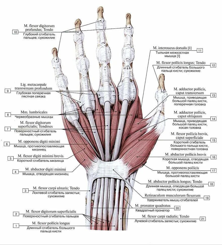 мышцы возвышения мизинца кисти. что делают мышцы пальцев рук. мышцы предплечья и кисти анатомия. медиальная группа мышц кисти. разгибатель сгибатель мизинца.