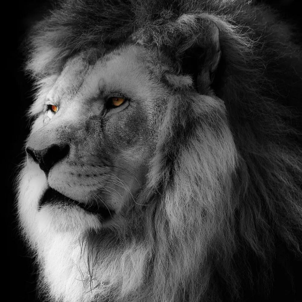 Pin by Adriana L.R on Deus Lion photography, Lion pictures, Lion wallpaper