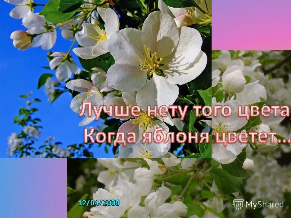 Лучше нету того свету. Яблони в цвету стихи. Стихи о цветущей яблоне. Стихи про Яблоневый цвет. Хорошего дня яблони в цвету.