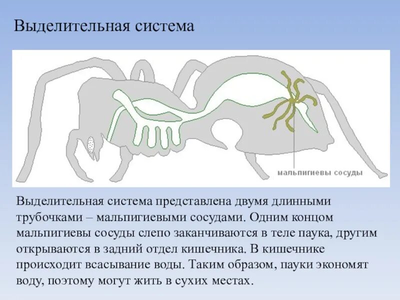 Какой класс имеет мальпигиевы сосуды. Выделительных систем паука птицееда. Мальпигиевы сосуды паука. Мальпигиевы сосуды у паукообразных. Мальпигиевы сосуды у паука крестовика.