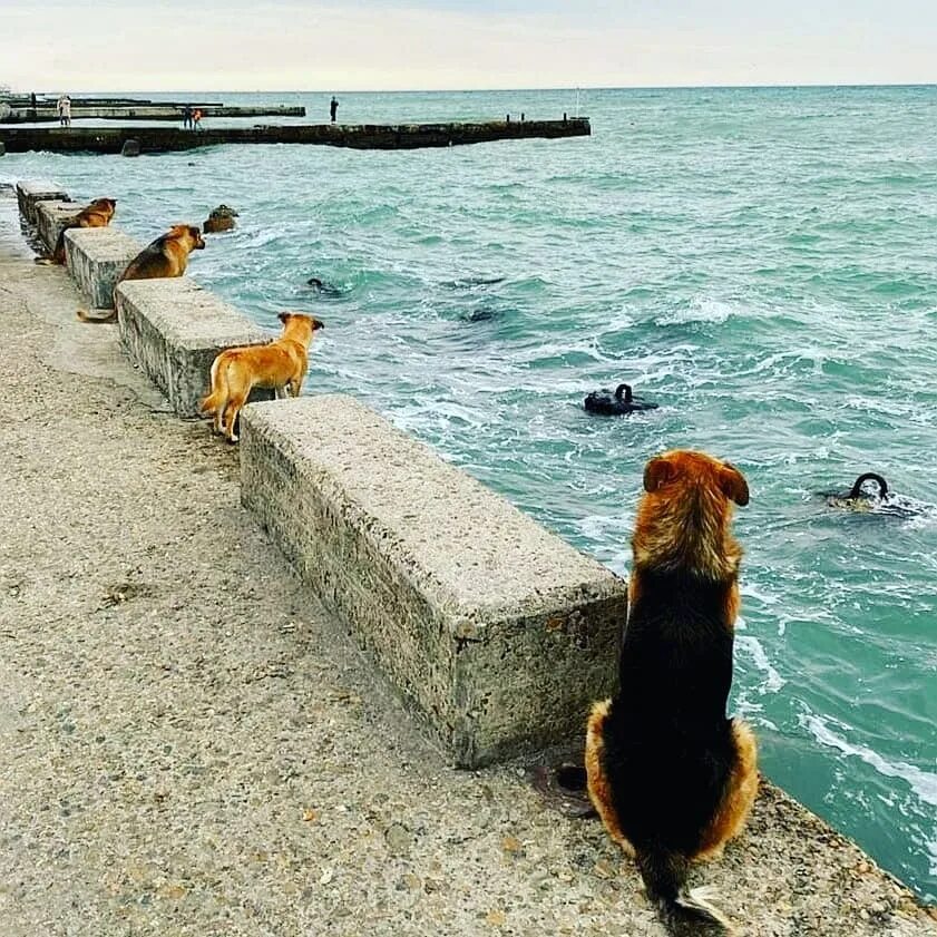 Груминг сочи. Собаки в Сочи. Сочинский пес. Собака на море. Собачий пляж Сочи.