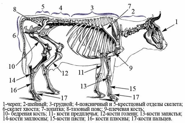 Строение скелета передних конечностей. Скелет передней конечности кошки. Строение скелета передних конечностей. Скелет конечности крота. Строение скелета передних конечностей.