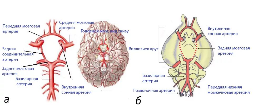 Артерии среднего мозга. Виллизиев круг сегменты артерий. Артерии головного мозга Виллизиев круг. Виллизиев круг задние соединительные артерии. Передняя и средняя мозговые артерии.