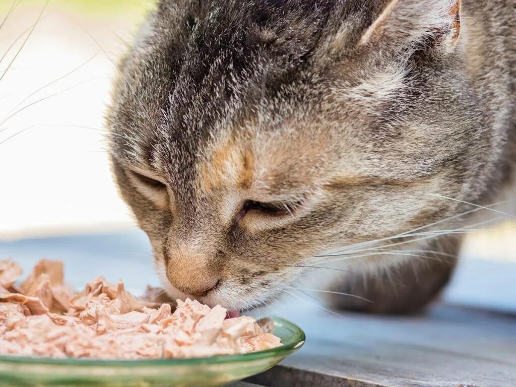 Кошка кушает. Кошка кушает корм. Кошечка кушает. Котенок ест. Можно ли давать коту масло