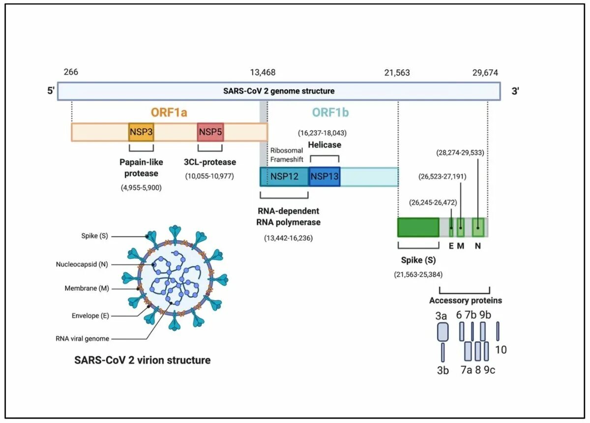 Структура SARS-cov-2. Геном коронавируса SARS-cov-2. Коронавирус SARS-cov-2 строение. Строение генома коронавируса.