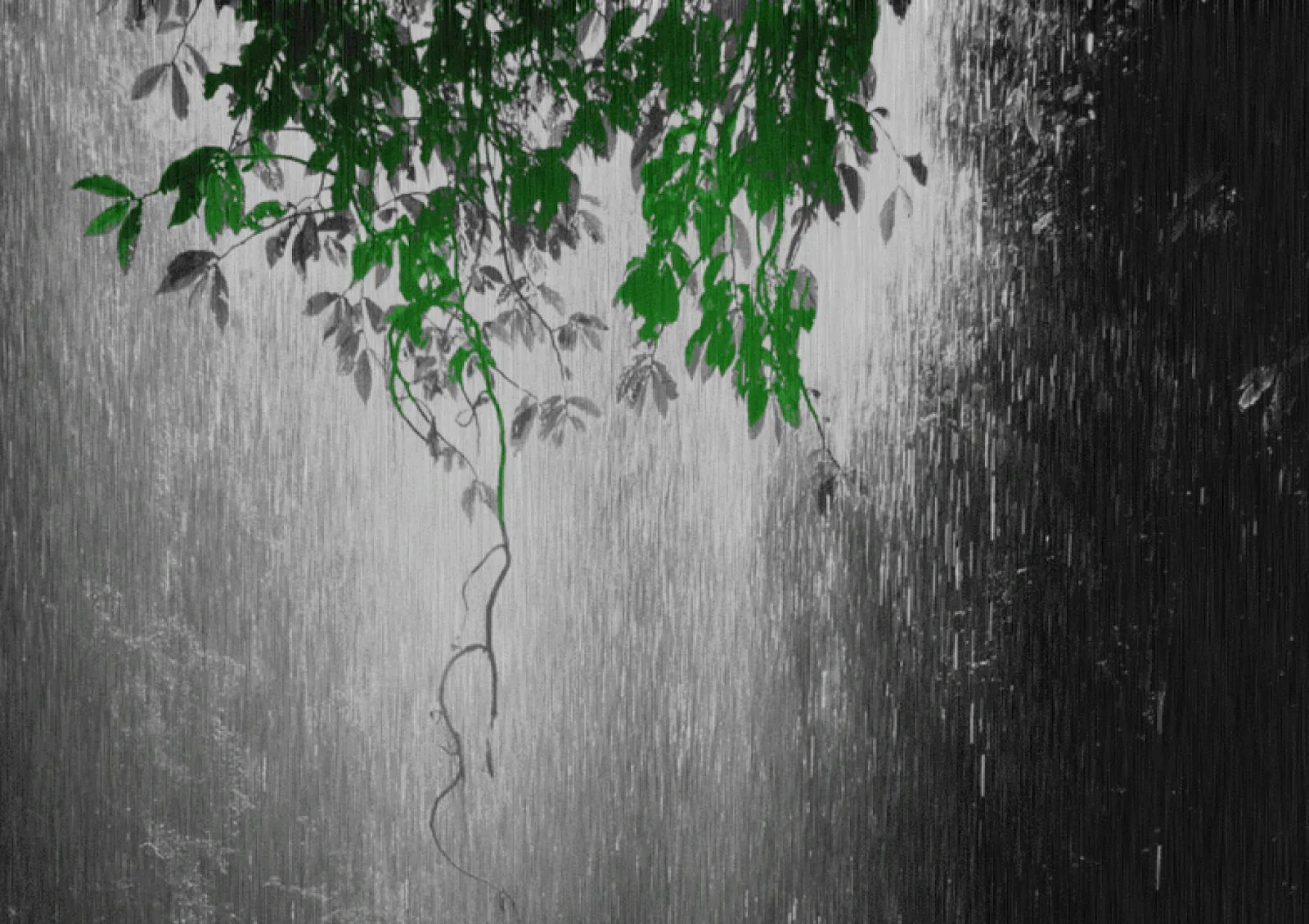 Raining tree