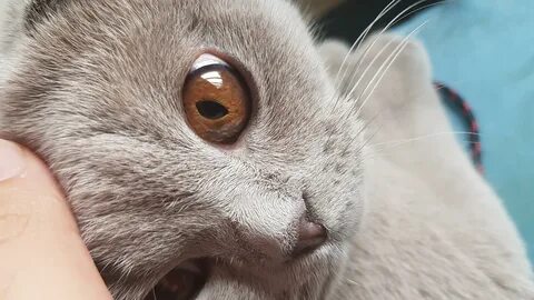 Точки на коте