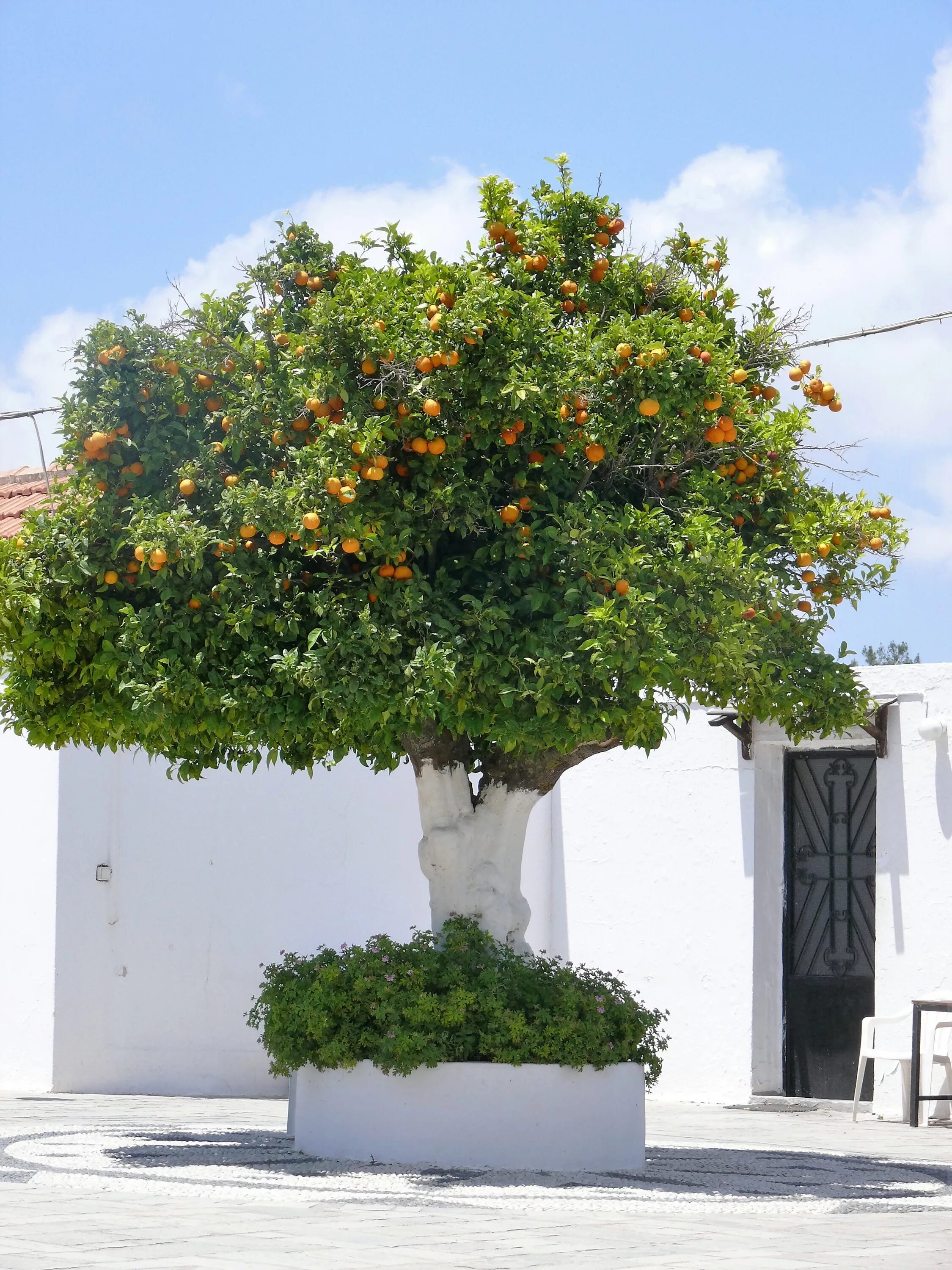 How to Grow An Indoor Citrus Tree - PureWow Citrus tree indoor, Citrus trees, In