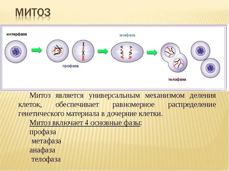 Что образуется в результате митоза. Основной клеточный механизм - митоз. Деление клетки митоз профаза. Митоз и мейоз стадии деления. Митоз интерфаза профаза.