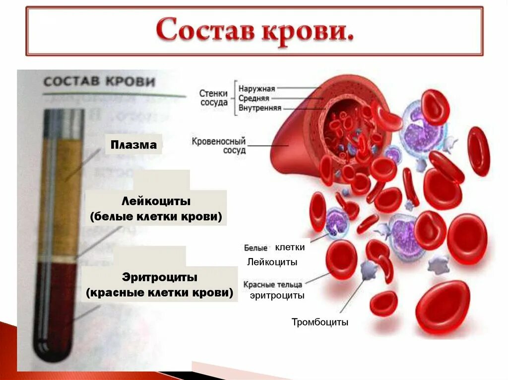 Из чего состоит кровь схема. Из чего состоит кровь человека схема. – Кровь состоит из плазмы и кровяных клеток. Состав крови цельная кровь кровяная плазма. Определение количественного состава крови