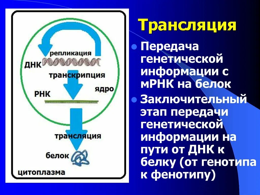 Бельчонок заключительный этап результаты. Трансляция и репликация ДНК. Передача генетической информации. Репликация транскрипция трансляция ДНК. Направление передачи генетической информации при трансляции.