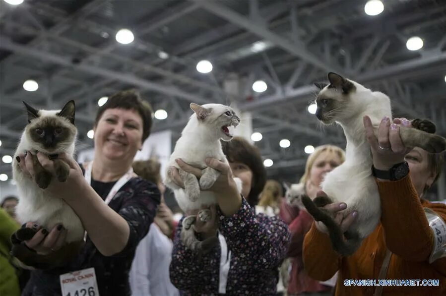 Выставка кошек. Выставка кошек в Москве. Победители выставки кошек Эрмитажа. Выставка кошек фотографии.