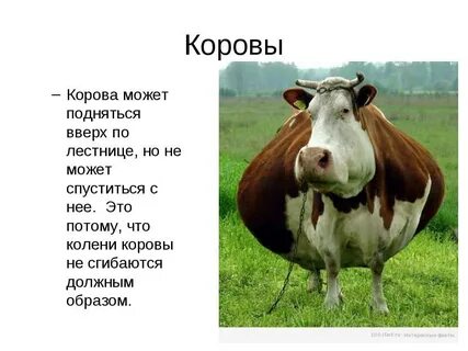 Что она корова