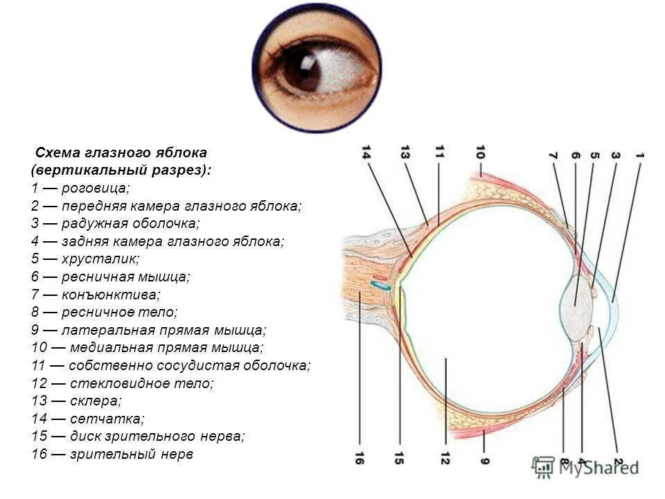 Функции элементов глаза. Структурные элементы глазного яблока. Схема строение глазного яблока структурные элементы. Схема строения оболочек глазного яблока. Схема продольного разреза глазного яблока.