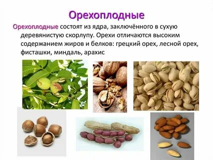 Орех простой или сложный