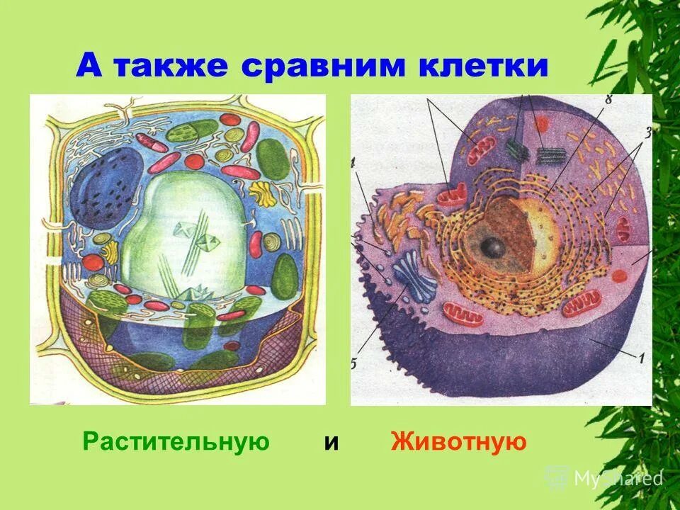 Состав клетки биология. Клетка ее строение состав и жизнедеятельность. Клетка основа строения и жизнедеятельности. Строение и химический состав клетки. Строение клетки химический состав клетки.