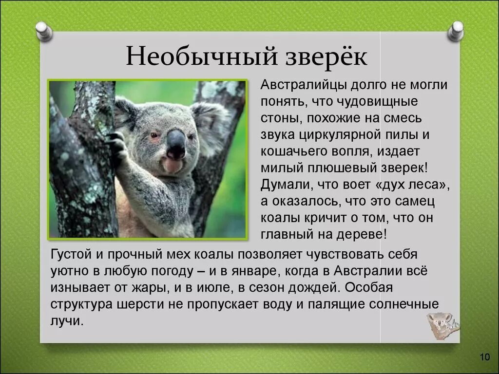 Коала сообщение 7 класс. Коала интересные факты. коала интересные факты для детей. коала презентация. коала интересные факты для детей 2 класса.
