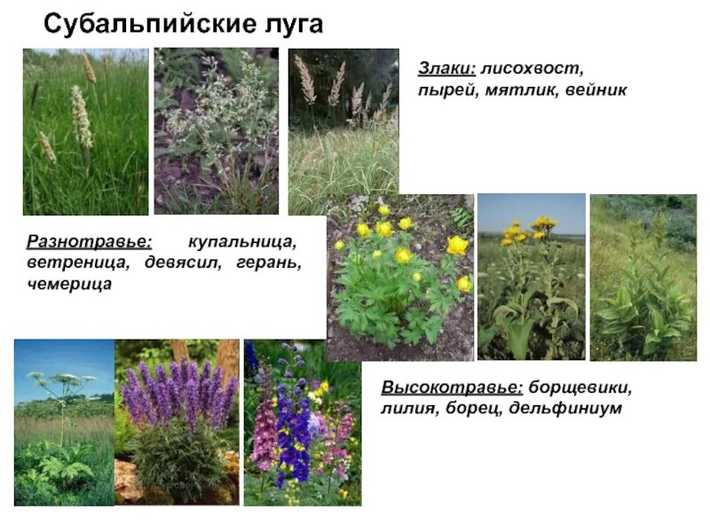 Растительное сообщество состоящее из разнотравья формируется