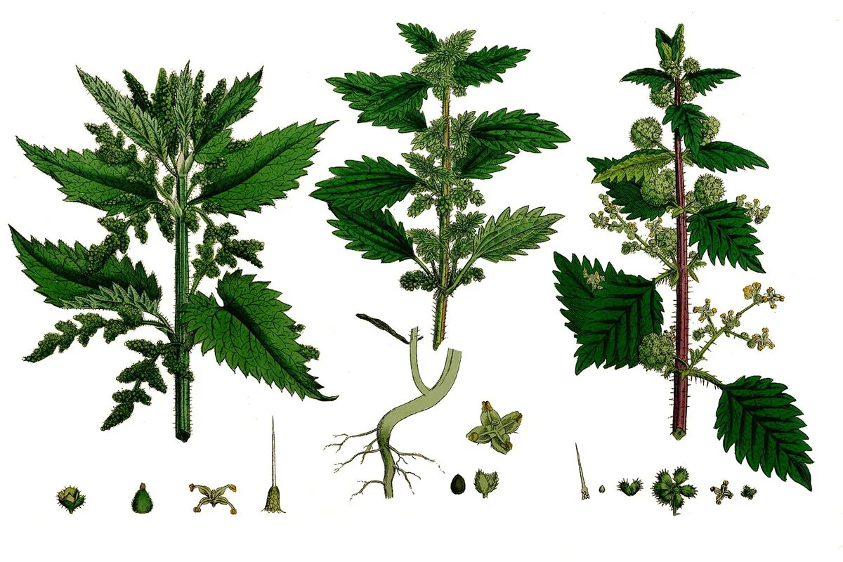 осина однодомное. крапивный веник двудомная. ива листья. однодомные и двудомные цветки биология 6 класс. плоды ивы.