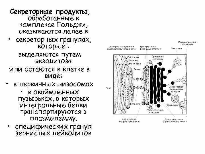 Мембранные структуры клетки комплекс гольджи. Секреторные включения клетки. Аппарат гольджи одномембранный. Структура первичных лизосом:. Схема секреторного цикла железистой клетки.