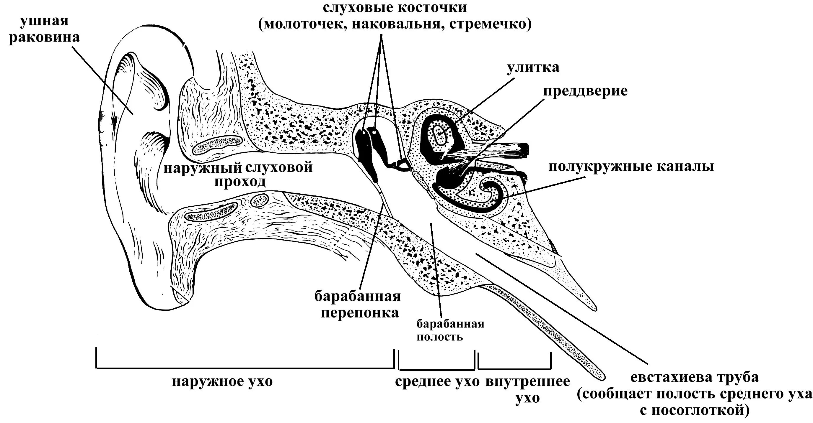 Ушная раковина какой отдел. Строение периферического отдела слухового анализатора. Схема слухового анализатора человека анатомия. Структура слухового анализатора схема. Периферическая часть слухового анализатора схема.