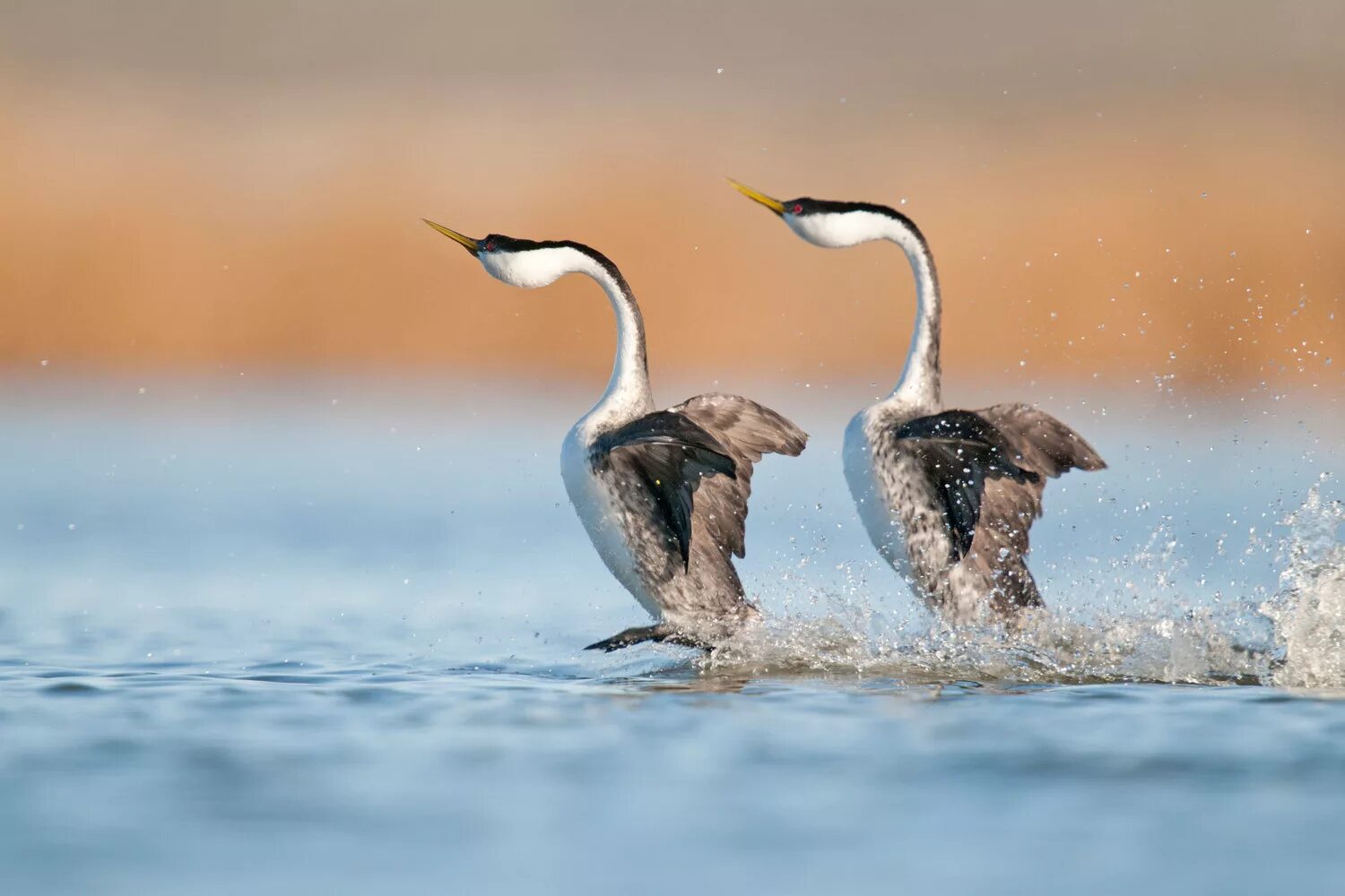 Птицы на воде. Grebes. Любовь птицы море. Птицы в чистой воде.