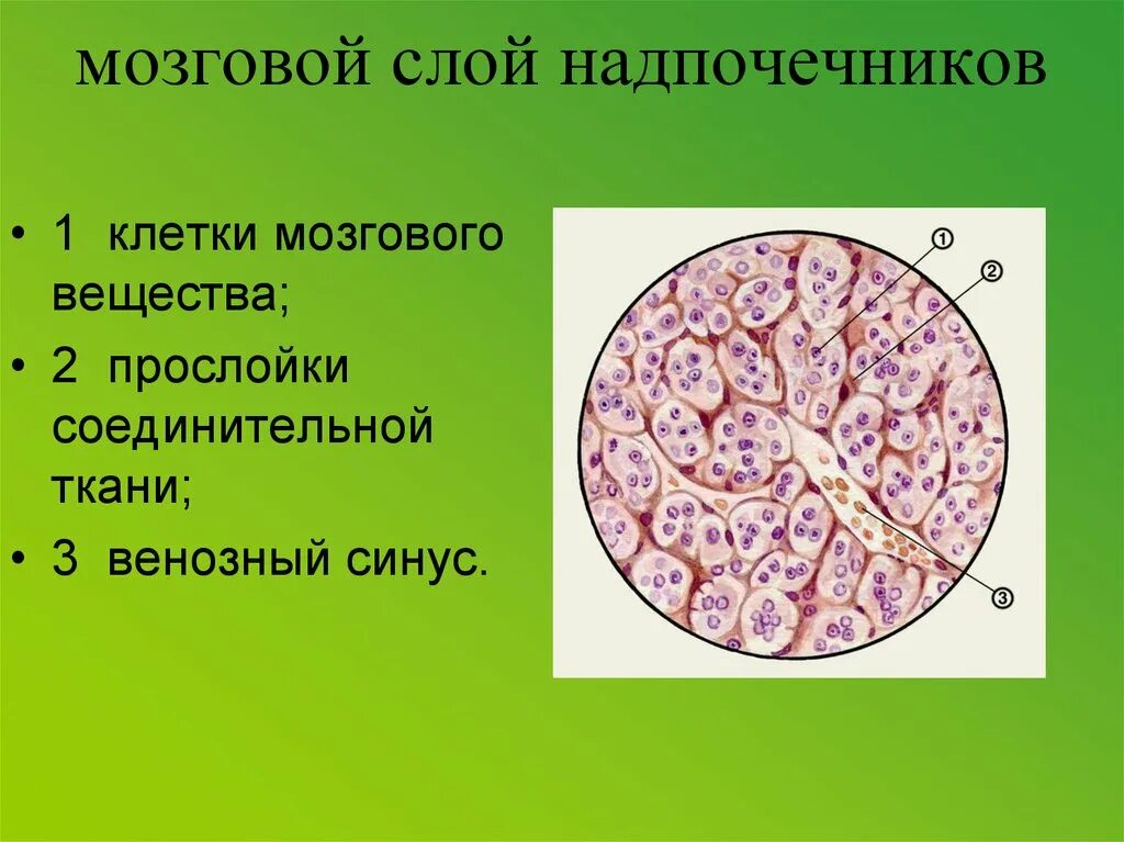 Сетчатая коры надпочечников. Мозговой слой надпочечников. Хромаффинные клетки надпочечников. Клетки мозгового вещества надпочечников. Мозговое вещество надпочечников структура.