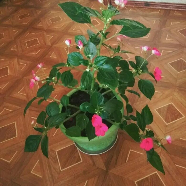 Как поливать мокрую ваньку