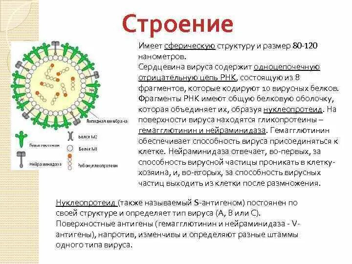 Структура вируса паротита. Вирус эпидемического паротита строение. Структура вируса кори. Вирус кори строение вируса.