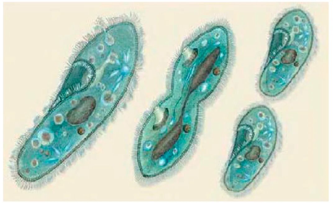Деление инфузории туфельки бесполое. Размножение инфузории туфельки. Бесполое размножение инфузории туфельки. Деление инфузории туфельки.