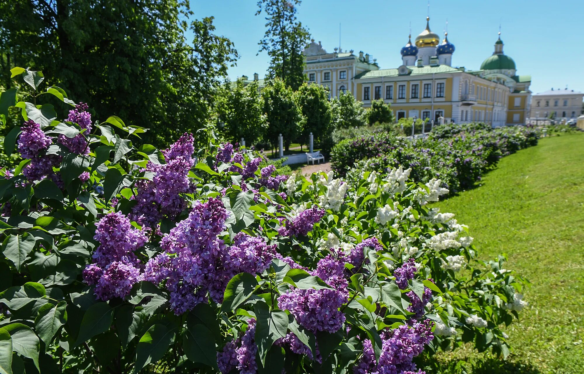 Сады тверь. Ботсад МГУ сиреневый сад. Екатерининский парк сирень. Путевой дворец Тверь сиреневый сад. Сад Императорского дворца Тверь.