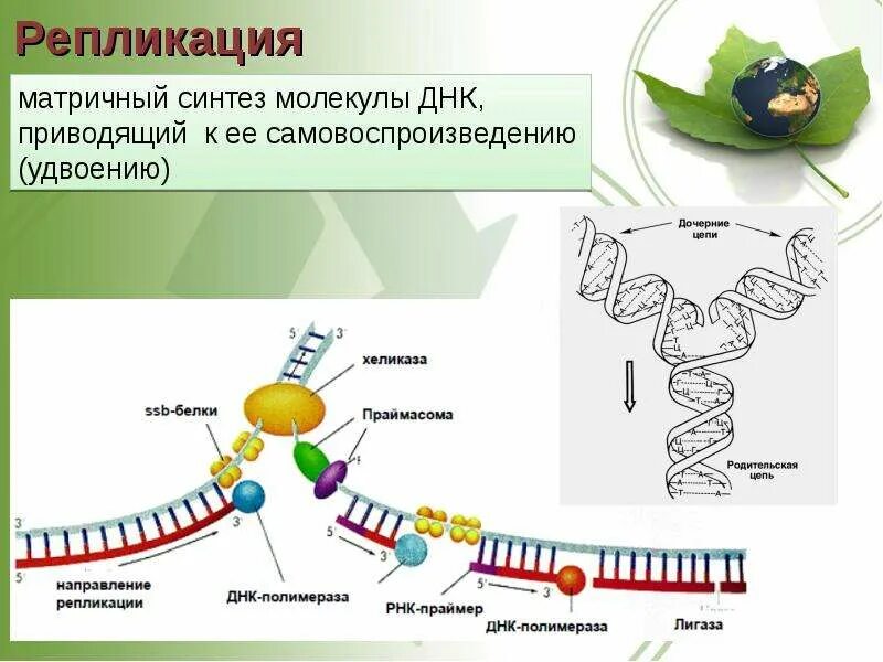 Матричный синтез репликация днк