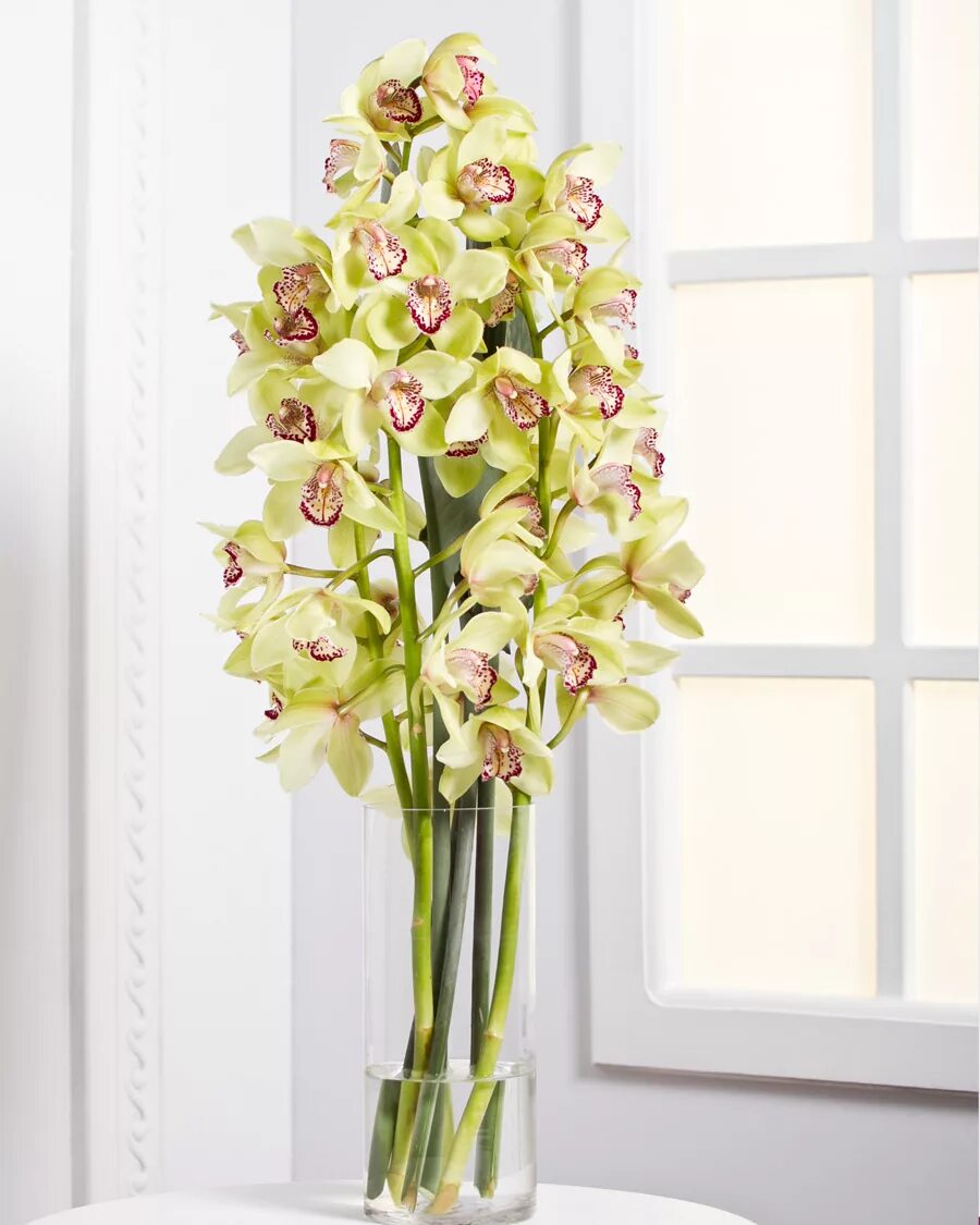 Орхидея срез. Орхидея Phalaenopsis Astrid. Фаленопсис Голден Ривер. Орхидеи Цимбидиум, фаленопсис. Орхидея Цимбидиум микс.