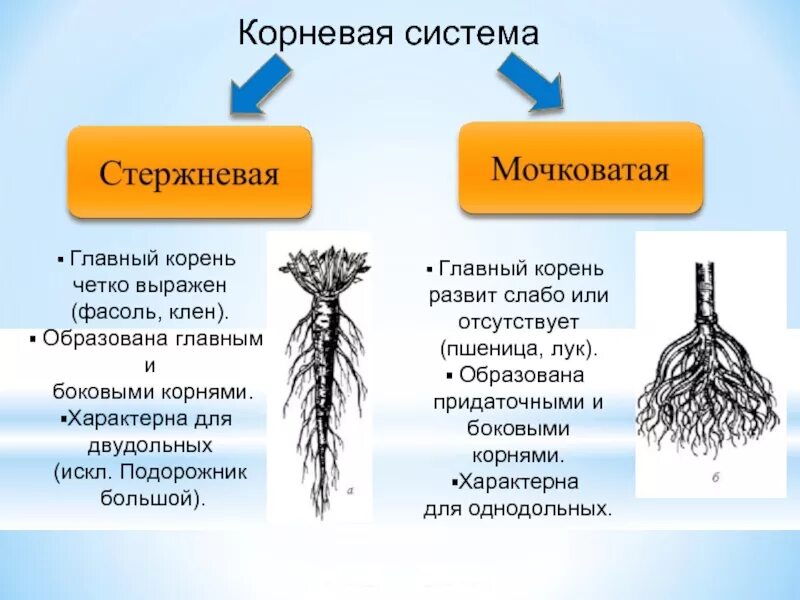 Стержневая корневая система состоит из. Стержневая и мочковатая корневая система. Строение мочковатой корневой. Строение мочковатой и стержневой. Морфология корней и типы корневых систем.