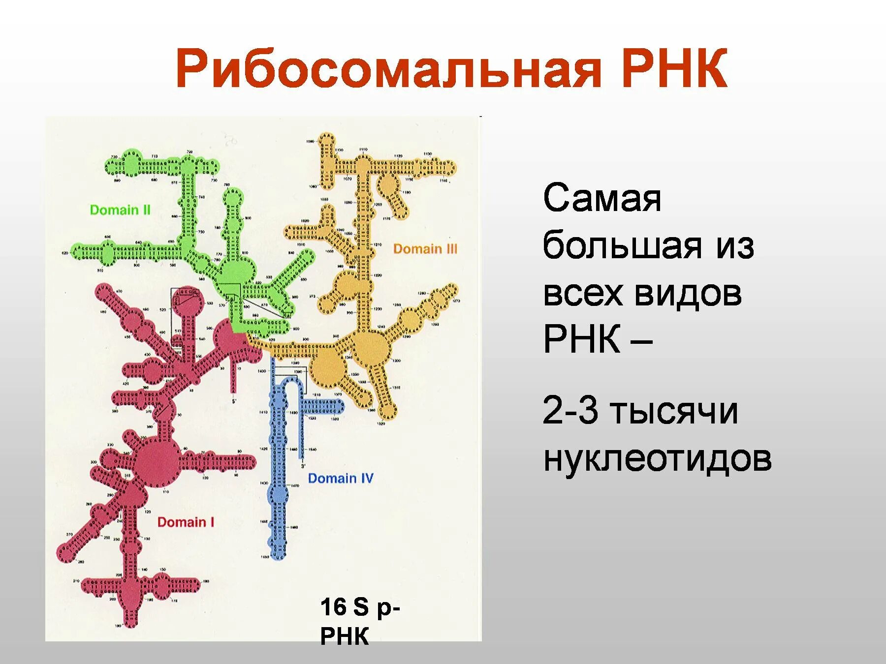 Размеры рнк. РРНК И ТРНК. 16 S рибосомная РНК. Строение р-РНК биохимия. Строение РРНК.