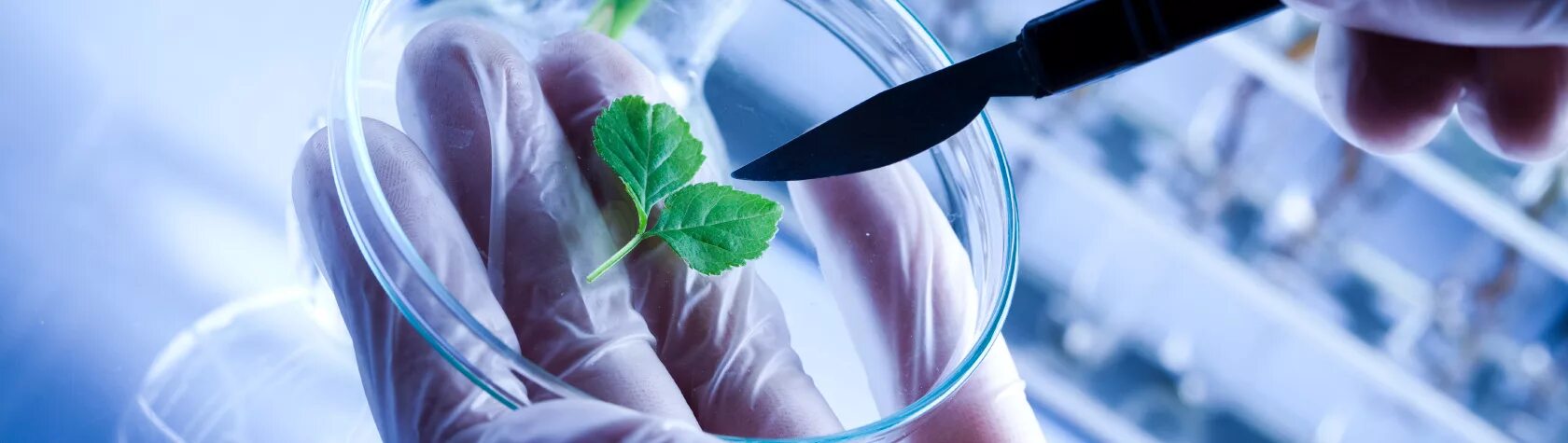 биотехнология, генетическая и клеточная инженерия. клеточная инженерия в медицине. неклеточная инженерия. биотехнология генетическая инженерия. биотехнология в медицине коронавирус.