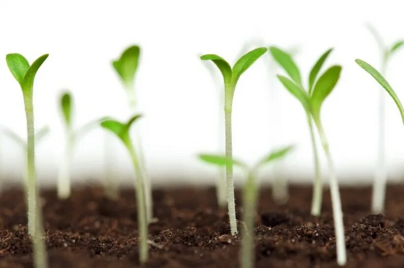 Smart agriculture. Ростки картофеля. Рост растений. Проросток растения. Рост растений.