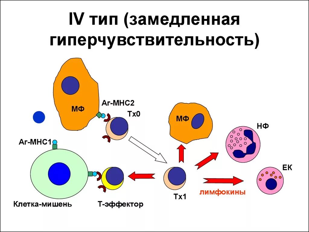 Реакции повышенной чувствительности. 4 Тип гиперчувствительности замедленного типа. Схема аллергической реакции 4 типа. Реакция гиперчувствительности 4 типа. Реакция гиперчувствительности замедленного типа схема.