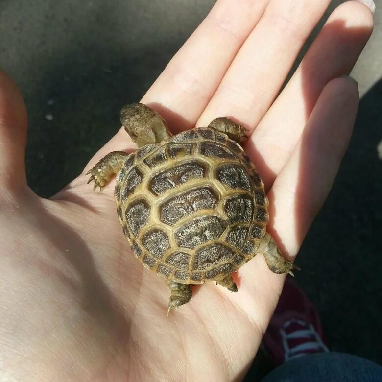 сухопутная черепаха вид спереди. черепаха сухопутная домашняя. карликовые сухопутные черепахи. среднеазиатская черепаха карликовая. сухопутная черепаха.