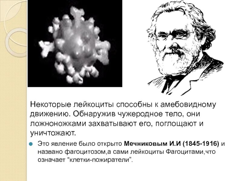 К амёбовидному движению способны. Лейкоциты способны. Мертвые лейкоциты. Способны к амебоидному движению. Способны к активному движению