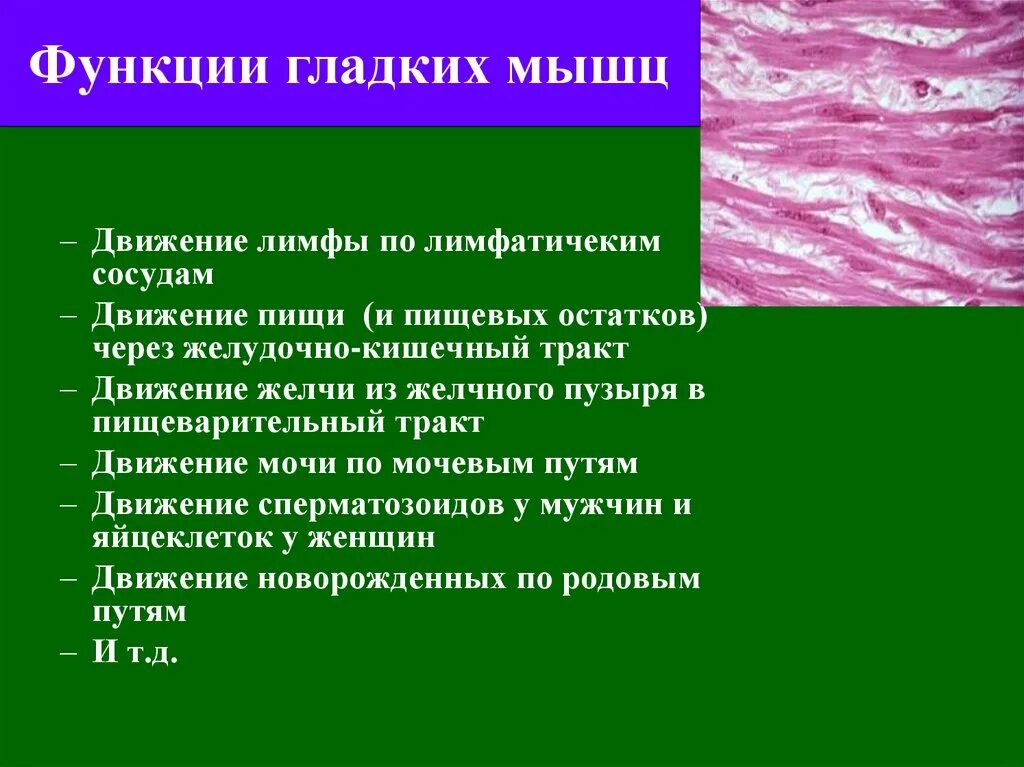 Какие функции выполняет гладкая ткань. Мышечная ткань функции гладкая ткань. Функции гладких мышц. Гладкие мышцы функции. Гладкая мышечная функции.