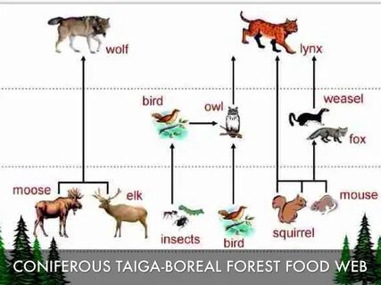 Экосистема белки