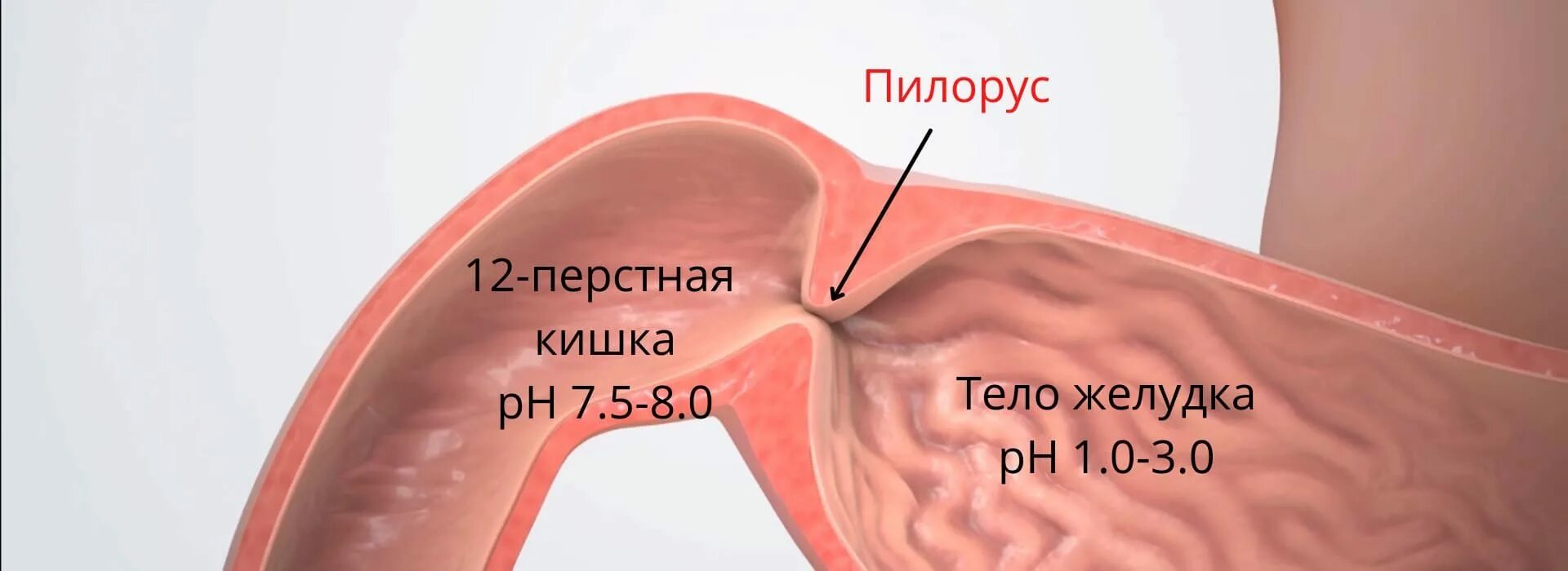 Клапан между желудком и пищеводом. Открытый клапан в желудке. Клапан желудка не закрывается.