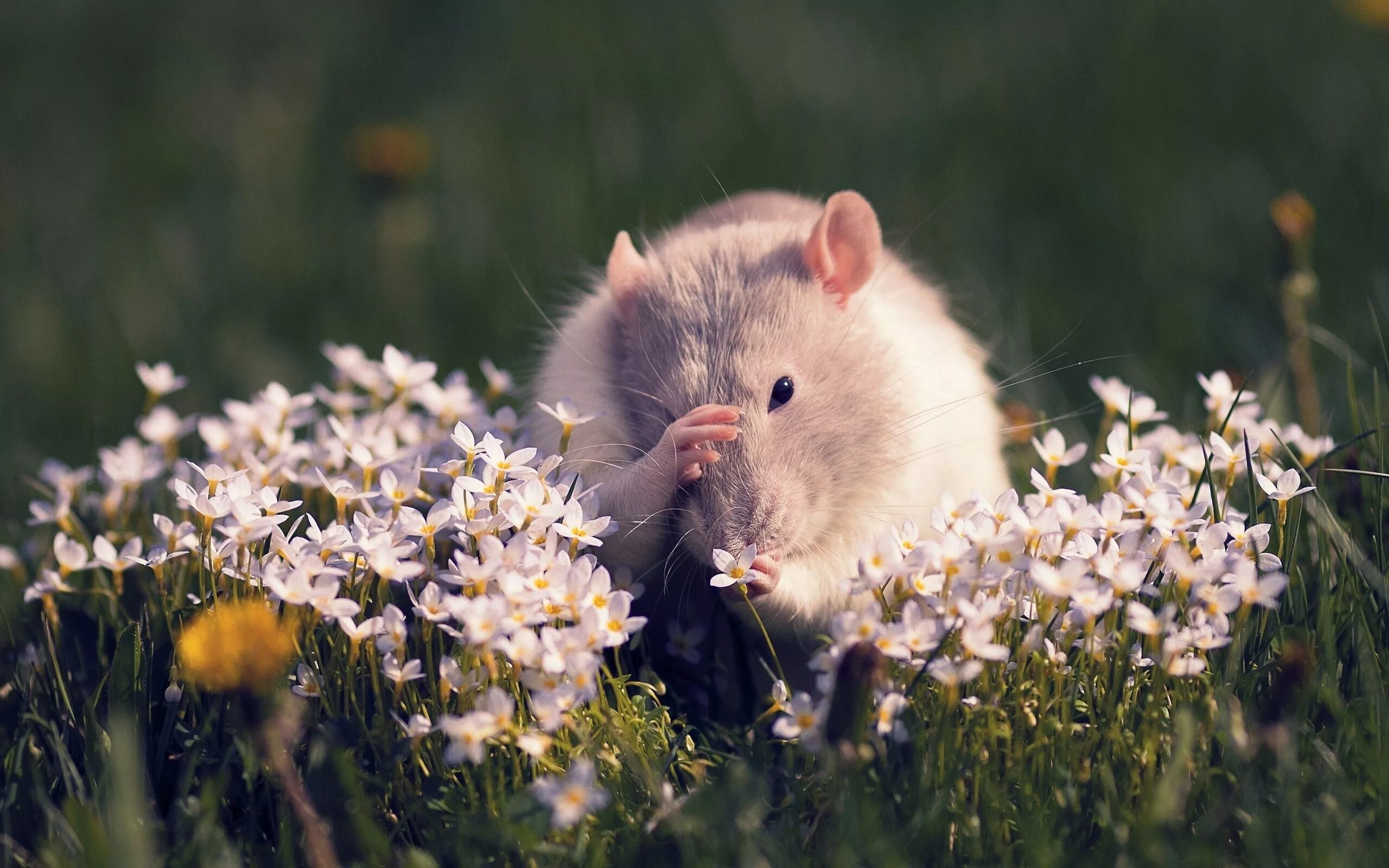Мыши рабочий стол. Животные весной. Милые домашние животные. Хомяк в природе. Милые животные на природе.